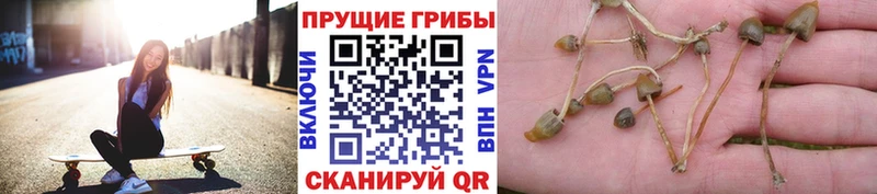 Псилоцибиновые грибы прущие грибы купить наркотики сайты Коммунар